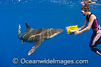 Oceanic Whitetip Shark and photographer Photo - Chris & Monique Fallows