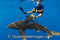 Oceanic Whitetip Shark and Snorkel diver Photo - Chris & Monique Fallows