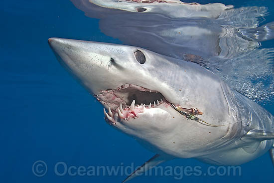 Shortfin Mako Shark photo