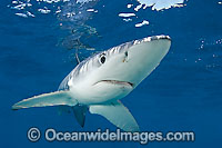 Blue Shark Prionace glauca Photo - Chris & Monique Fallows