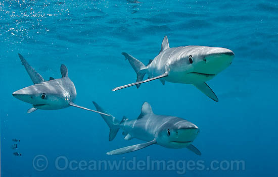 Blue Shark Prionace glauca photo