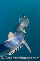 Blue Shark with Yellowfin Tuna Photo - Chris & Monique Fallows