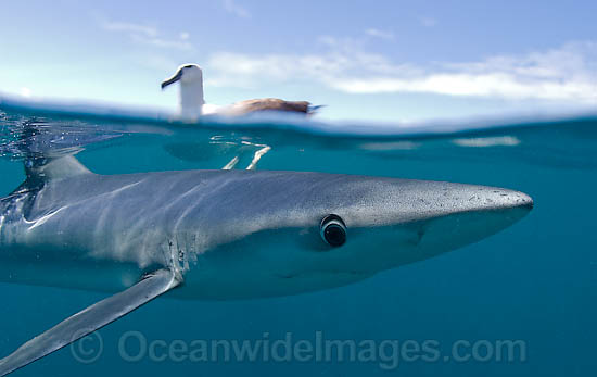 Blue Shark on surface photo