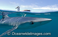 Blue Shark on surface Photo - Chris & Monique Fallows