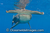 Scalloped Hammerhead Shark Sphyrna lewini Photo - Chris & Monique Fallows