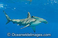 Scalloped Hammerhead Shark Photo - Chris & Monique Fallows