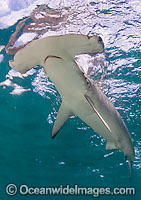 Smooth Hammerhead Shark Photo - Chris & Monique Fallows