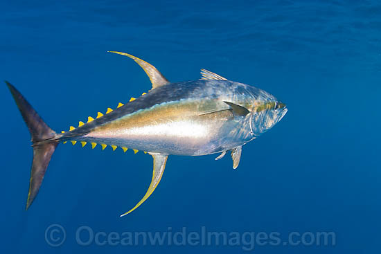 Yellowfin Tuna Photos & Images