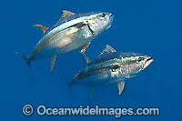 Yellowfin Tuna Thunnus albacares Photo - Chris & Monique Fallows
