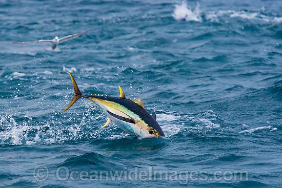Yellowfin Tuna Thunnus albacares photo