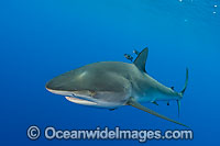 Dusky Shark Photo - Chris & Monique Fallows
