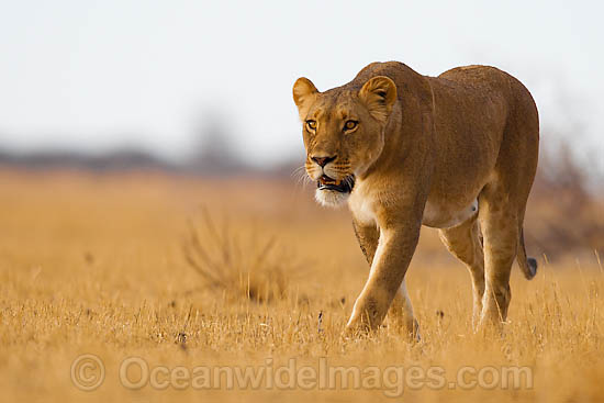 african lion