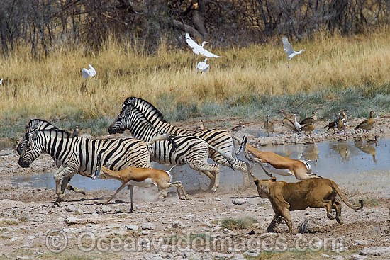 Lion hunting Gazelle photo
