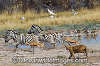 Lion hunting Gazelle Photo - Chris & Monique Fallows