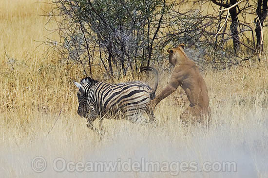 Lion hunting Zebra photo