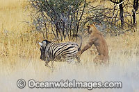 Lion hunting Zebra Photo - Chris & Monique Fallows