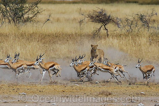 Lion hunting Gazelle photo