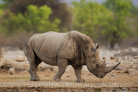White Rhinoceros Ceratotherium simum simum photo