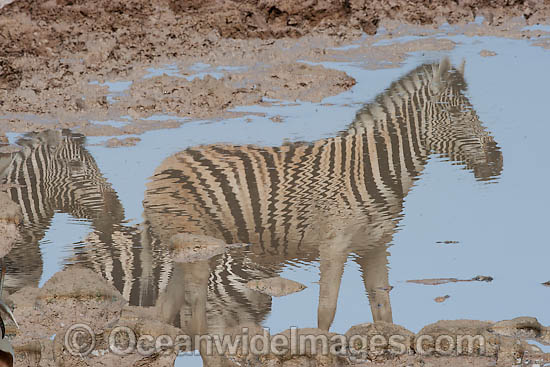 Plains Zebras photo