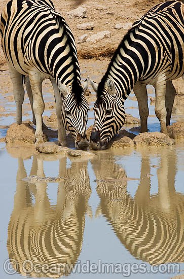 Plains Zebras drinking at waterhole photo