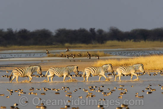 Plains Zebra herd photo