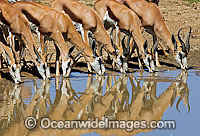 Thomson's Gazelle at water hole Photo - Chris & Monique Fallows