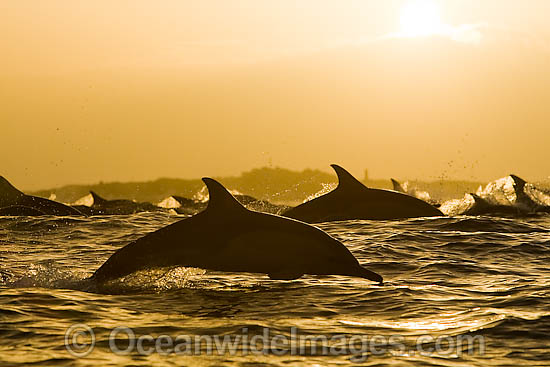 Common Dolphins porpoising photo