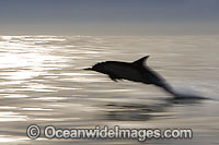 Short-beaked Common Dolphins Photo - Chris and Monique Fallows