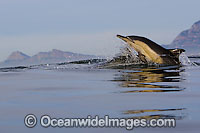 Common Dolphin leaping Photo - Chris and Monique Fallows