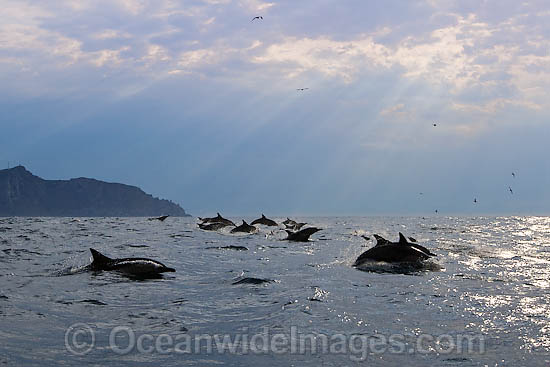 Short-beaked Common Dolphins photo