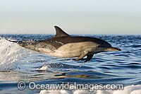 Short-beaked Common Dolphin porpoising Photo - Chris and Monique Fallows