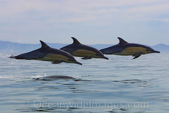 Common Dolphins photo