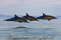 Common Dolphins Photo - Chris and Monique Fallows