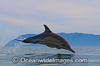 Short-beaked Common Dolphin porpoising Photo - Chris and Monique Fallows