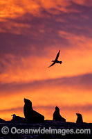 Cape Fur Seal colony at sunset Photo - Chris & Monique Fallows