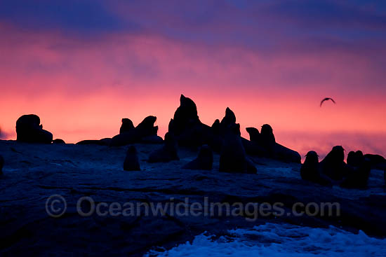 Cape Fur Seal colony at sunset photo