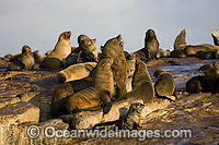 Cape Fur Seal colony Photo - Chris & Monique Fallows