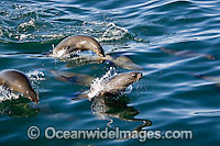 Cape Fur Seal leaping through surface Photo - Chris & Monique Fallows