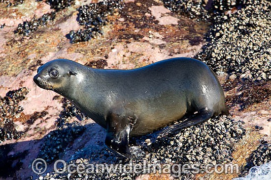 Cape Fur Seal photo