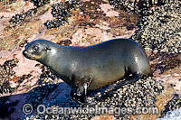 Cape Fur Seal Photo - Chris & Monique Fallows