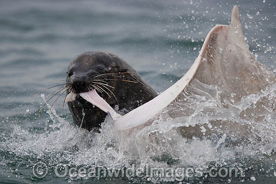 Cape Fur Seal feeding on Spearnose Skate photo