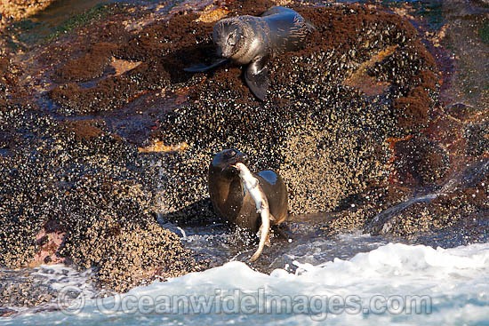 Cape Fur Seal feeding on shark photo