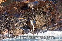 Cape Fur Seal feeding on shark Photo - Chris & Monique Fallows