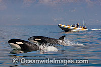 Orcas Photo - Chris and Monique Fallows