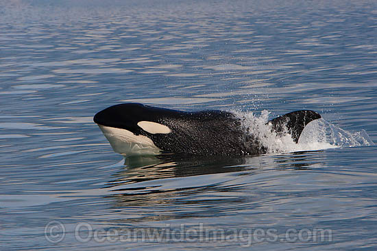 Orca Orcinus orca photo
