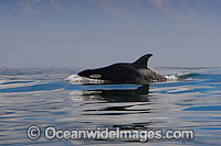 Orcas Photo - Chris and Monique Fallows