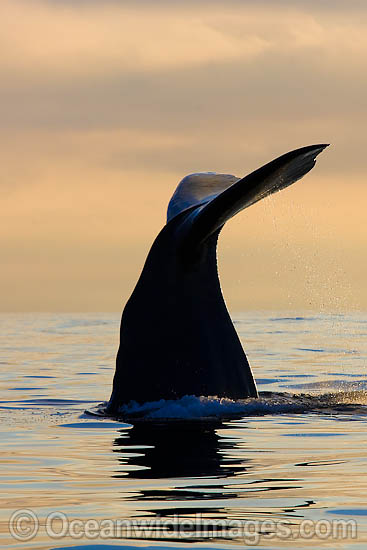 Sperm Whale tail fluke photo