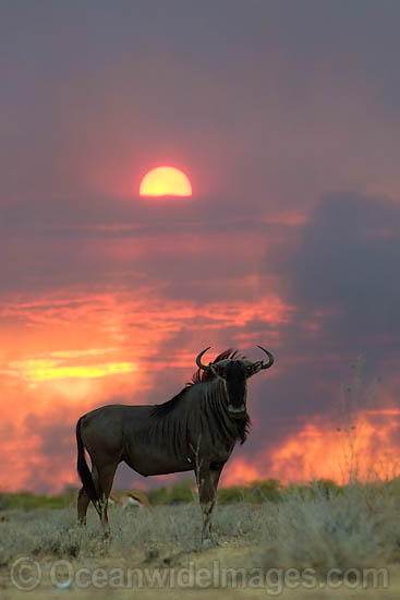 Wildebeest at sunset photo