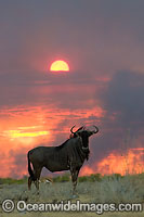 Wildebeest at sunset Photo - Chris and Monique Fallows