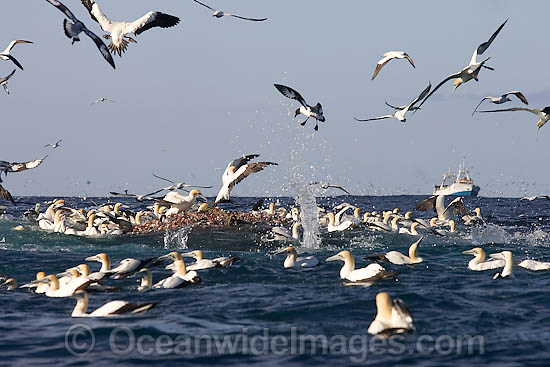 Trawler Fishing and Gannets scavaging photo